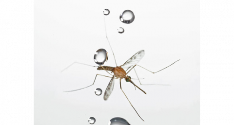 Mosquito - Mosquito De Chuva (480x257), Png Download
