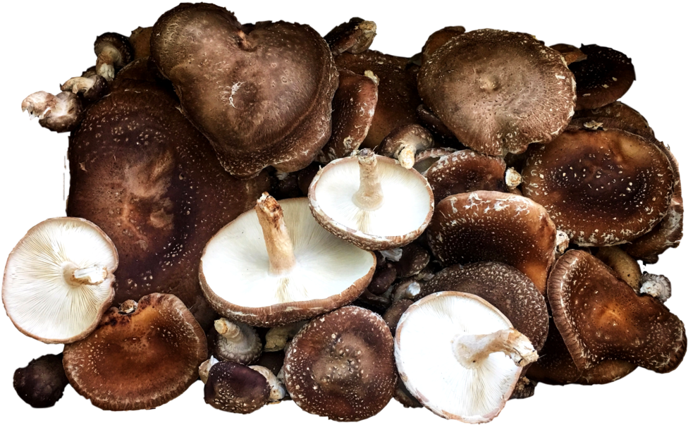 Shiitake Mushrooms - Shiitake (1024x626), Png Download