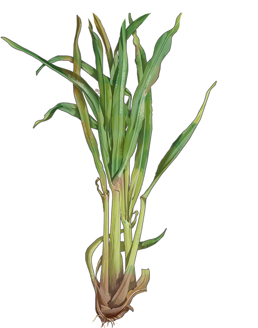 Lemongrass (700x700), Png Download