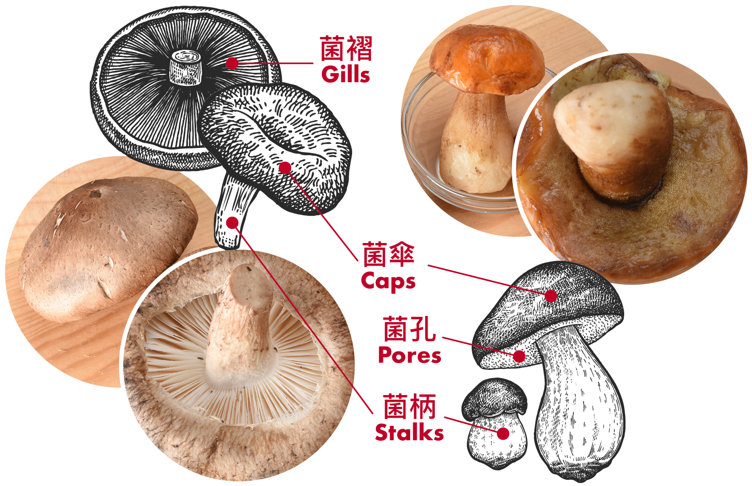 Compare With Shiitake Mushrooms , Boletes (right) Have - Penny Bun (1500x981), Png Download