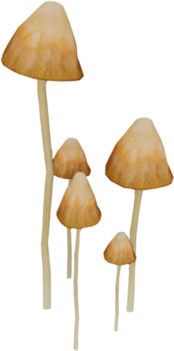 Wiki (500x500), Png Download