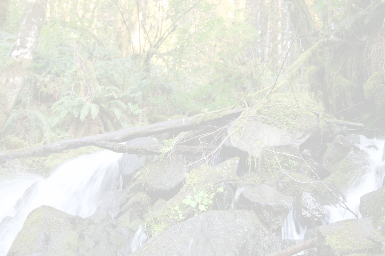 © Camp R&r Backdrop-fade - Old-growth Forest (1024x682), Png Download