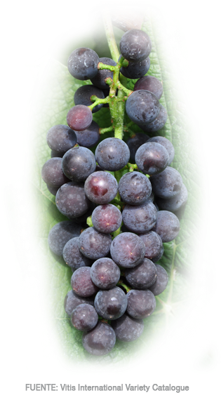 Uvas De Mesa - Seedless Fruit (392x597), Png Download