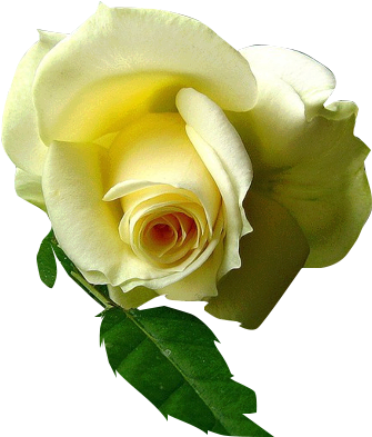 Rosas Amarillas Rosas - Rosa Amarilla Fondo Transparente (396x404), Png Download