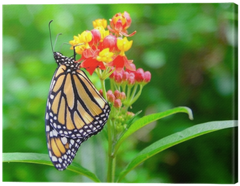 The Monarch Butterfly Feeding The Nectar From The Green - Monarch Butterfly (400x400), Png Download