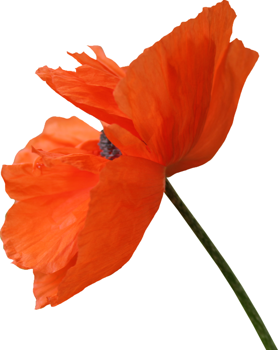 Poppy Photo, 2017 Planner, Diy Art, Poppies, Flora, - Poppy Png (900x1133), Png Download