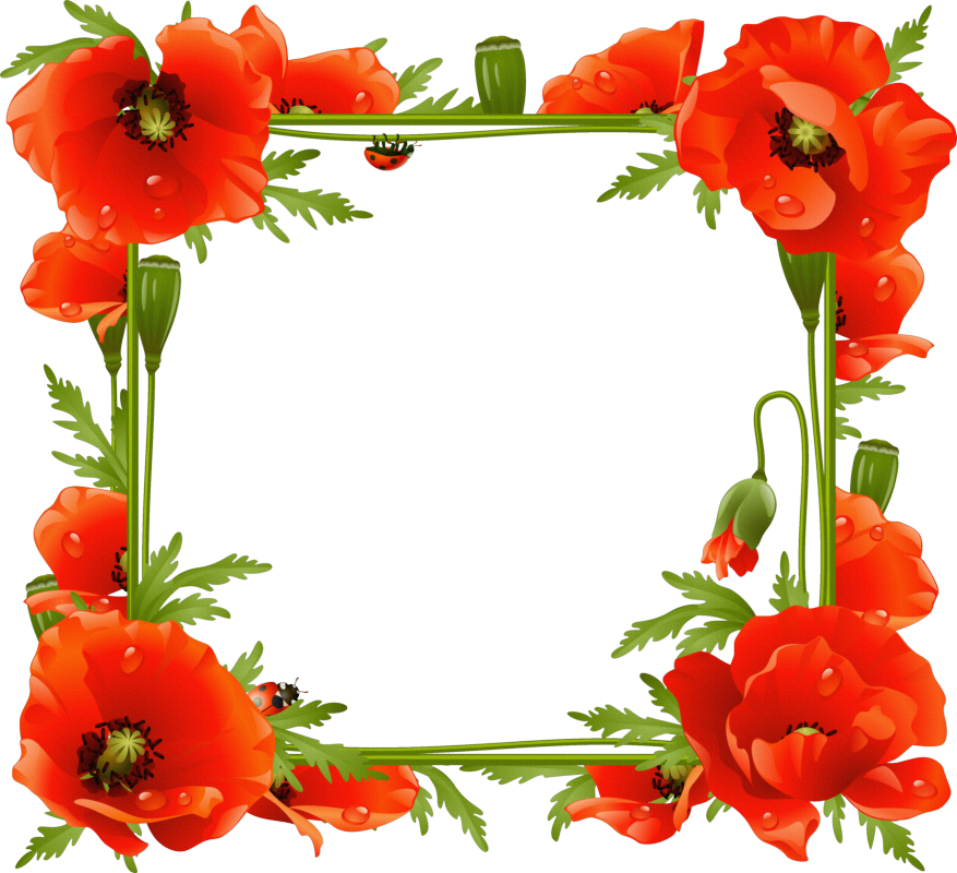 Poppy Flower Frame (877x800), Png Download