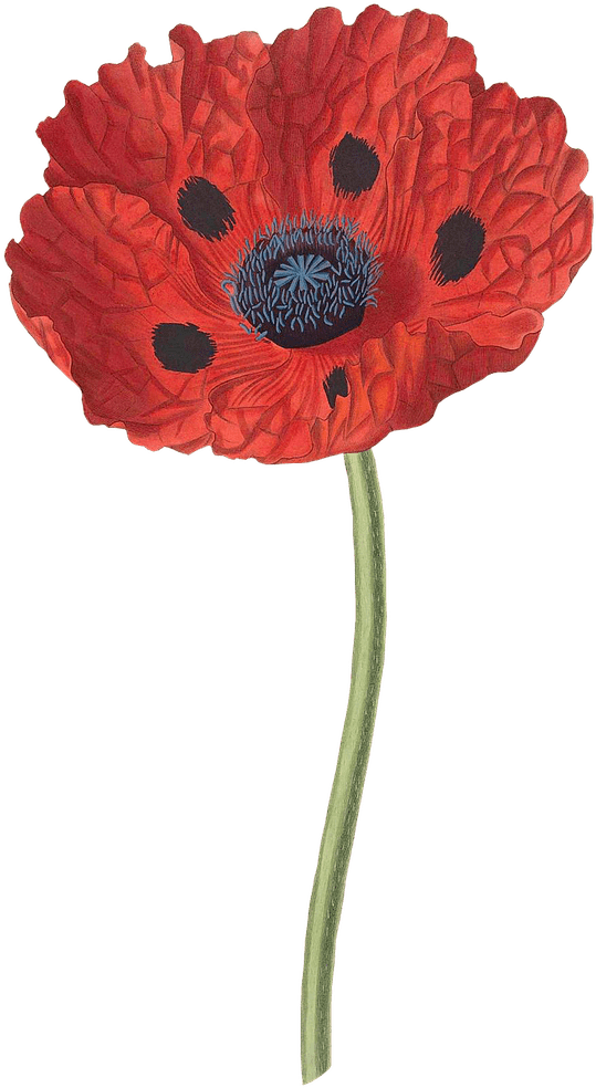 Flowers - Papaver Bracteatum (1280x1280), Png Download