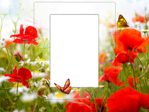 Frame With Poppies - Canvas Wall Art Prints Red Flowers And White Daisies (498x373), Png Download
