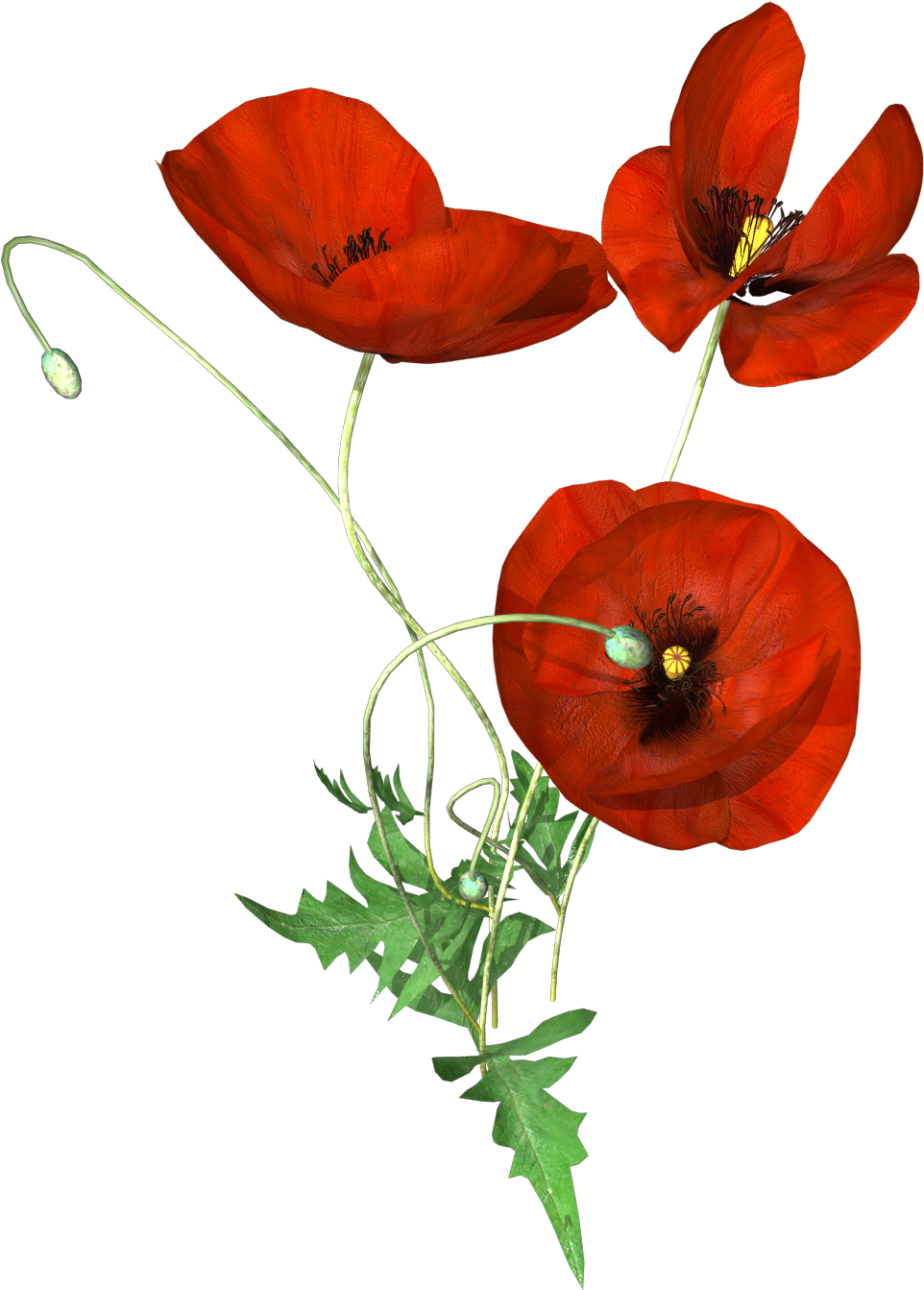 Hand Painted Three Poppies Png Transparent - Portable Network Graphics (1000x1600), Png Download