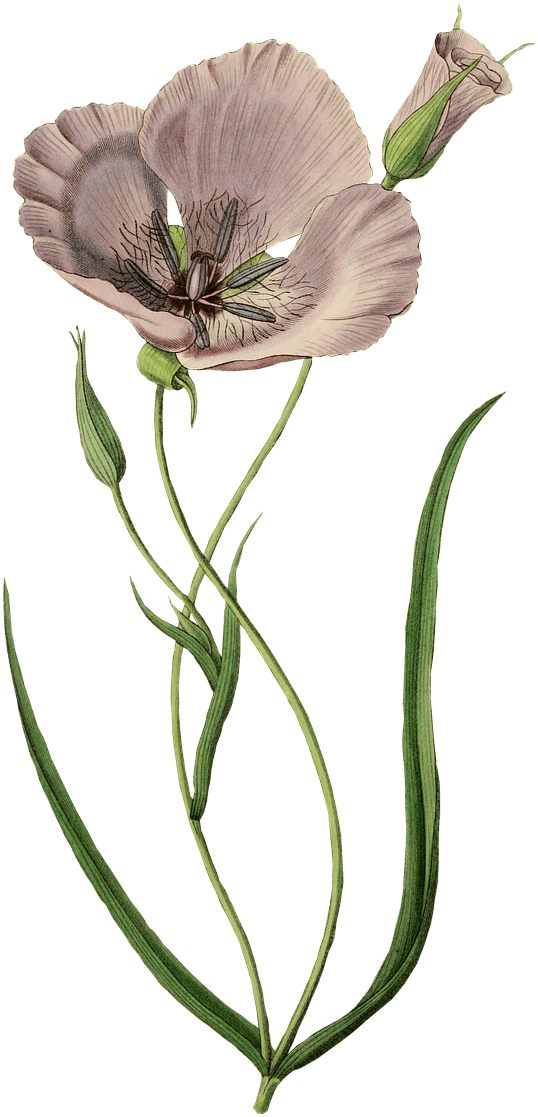 Flowers - Posterazzi Splendid Mariposa Lily Calochortus Splendens (770x1280), Png Download