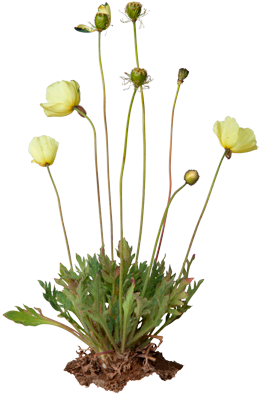 3d View - Arctic Poppy (550x420), Png Download