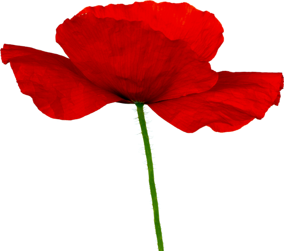 Explore Poppy, Poppies And More - Мак Клипарт (580x514), Png Download