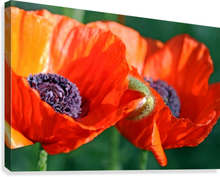 Sunlit Poppies Canvas Print - Oriental Poppy (429x344), Png Download
