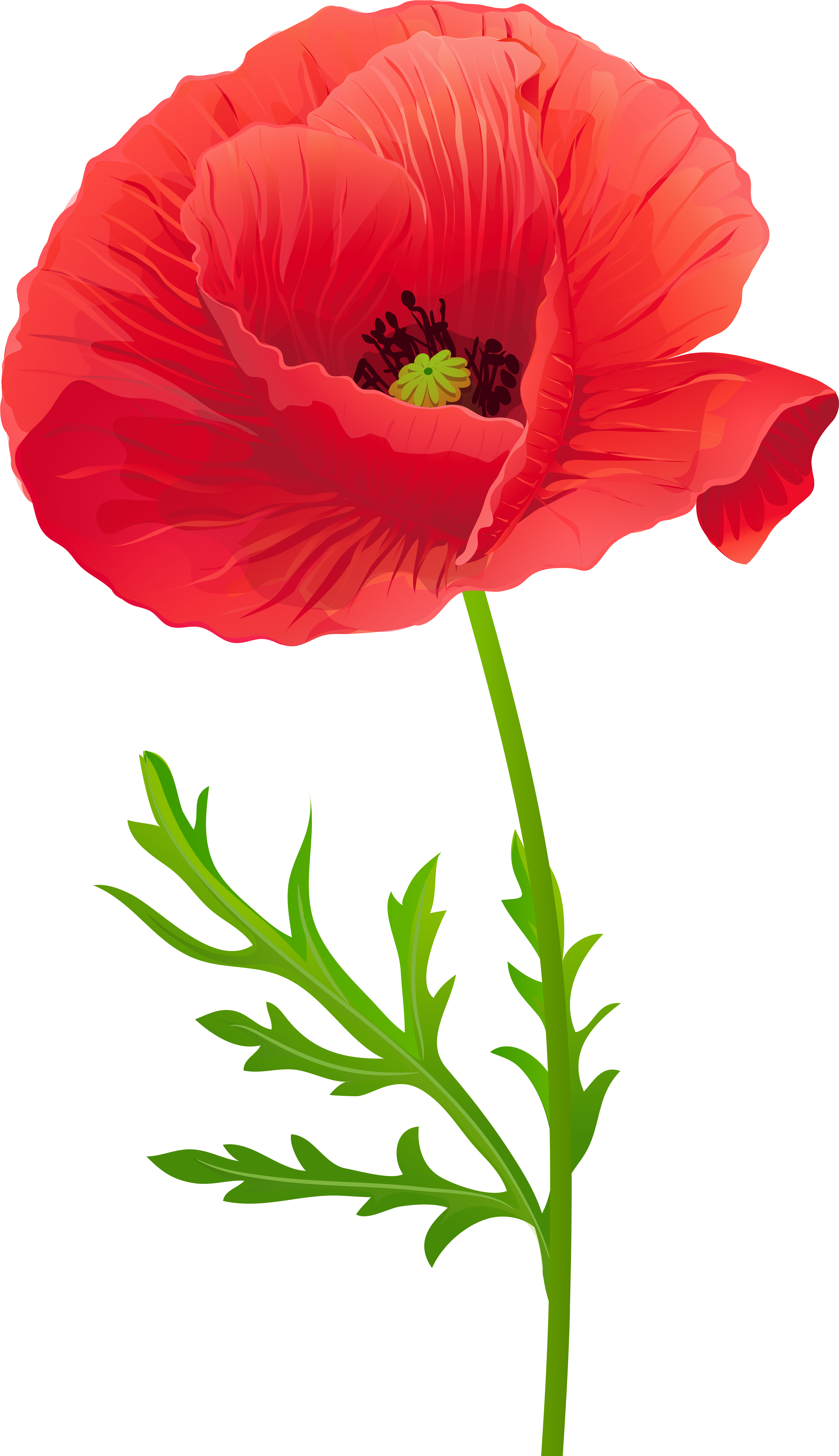 Opium Flower Clip Art Transprent Png Free Source - Clip Art (4720x8000), Png Download