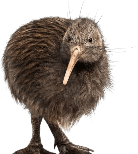 Kiwi Bird White Background (650x500), Png Download