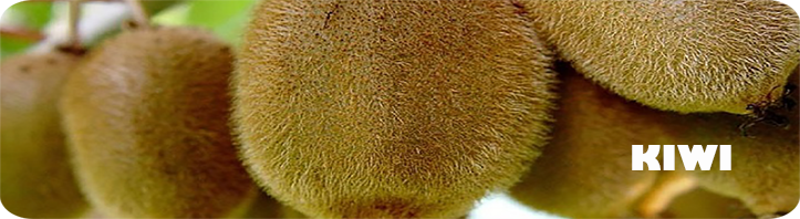 The Kiwi Is An Exotic Fruit Belonging To The Actinidiaceae - Honeydew (723x198), Png Download