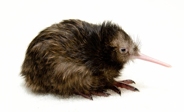 Kiwi Bird Transparent Png - Kiwi The Bird No Copyright (593x363), Png Download