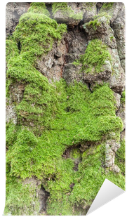Tree (400x400), Png Download