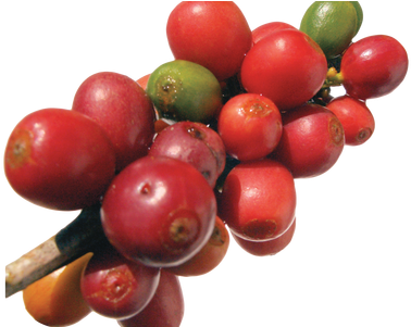Download Wallpaper Clipart Full Wallpapers - Red Coffee Bean Png (450x300), Png Download