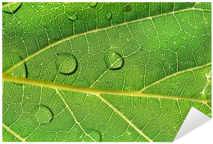 Hoja Al Trasluz Con Gotas De Agua - Drop (400x400), Png Download