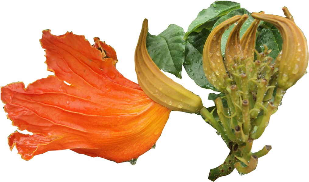Gotas De Lluvia - Datura (1067x800), Png Download