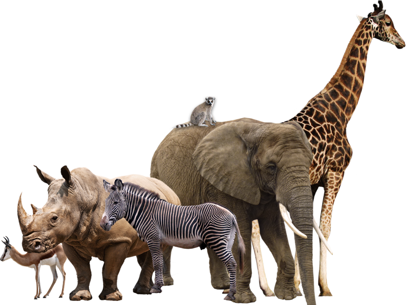 Wild Animals Png Transparent Wild Animals - African Animals Transparent Background (798x601), Png Download