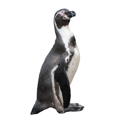Pinguino - Pingüino Png (400x400), Png Download