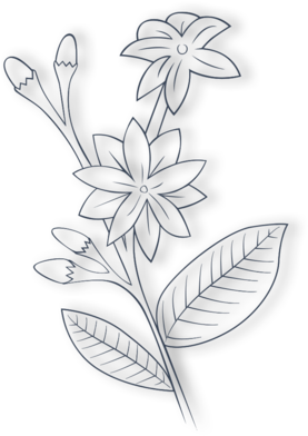 Explore Both The Symbolism And Power Of Roses And Jasmine - Jasmine Flower Drawing (480x480), Png Download