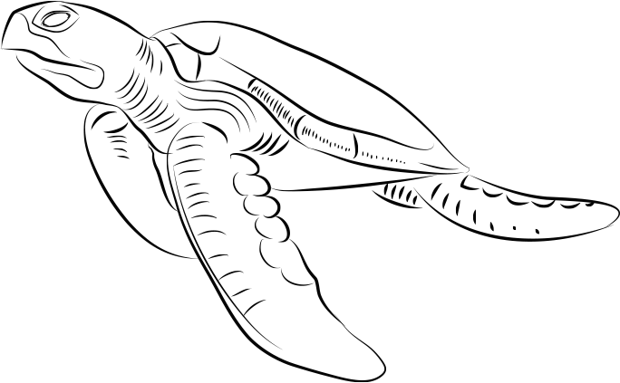 Free Stock Collection Of Sea Swimming High Quality - Sea Turtle Drawing Side View (684x423), Png Download