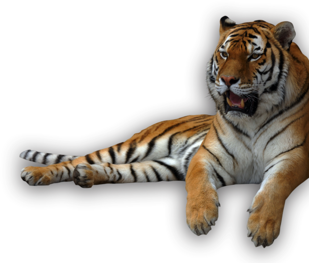 Animal Recents - Tigers Png (1018x858), Png Download