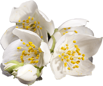 Jasmine - Transparent Musk Flower Png (400x400), Png Download