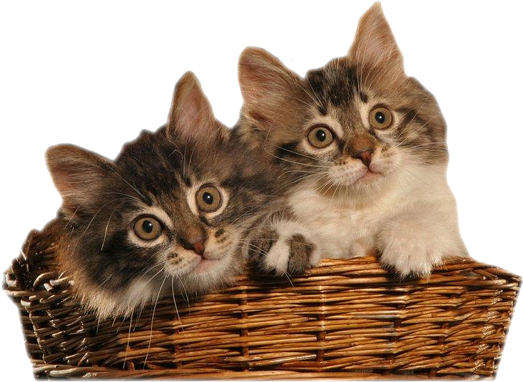 Cliparts Animales Domésticos Png - Png Uzantılı (800x600), Png Download