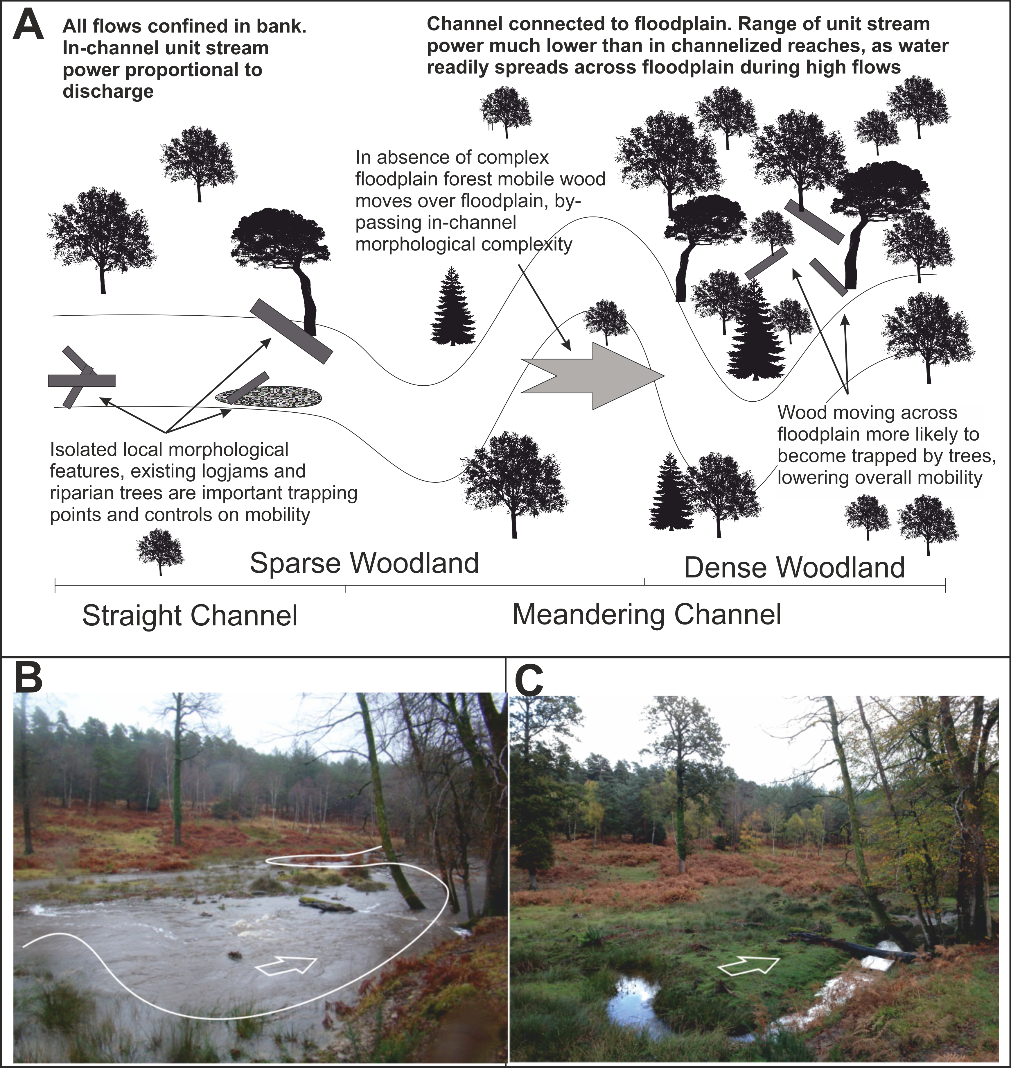Concept Logmob3 - Attalea Speciosa (3481x3675), Png Download