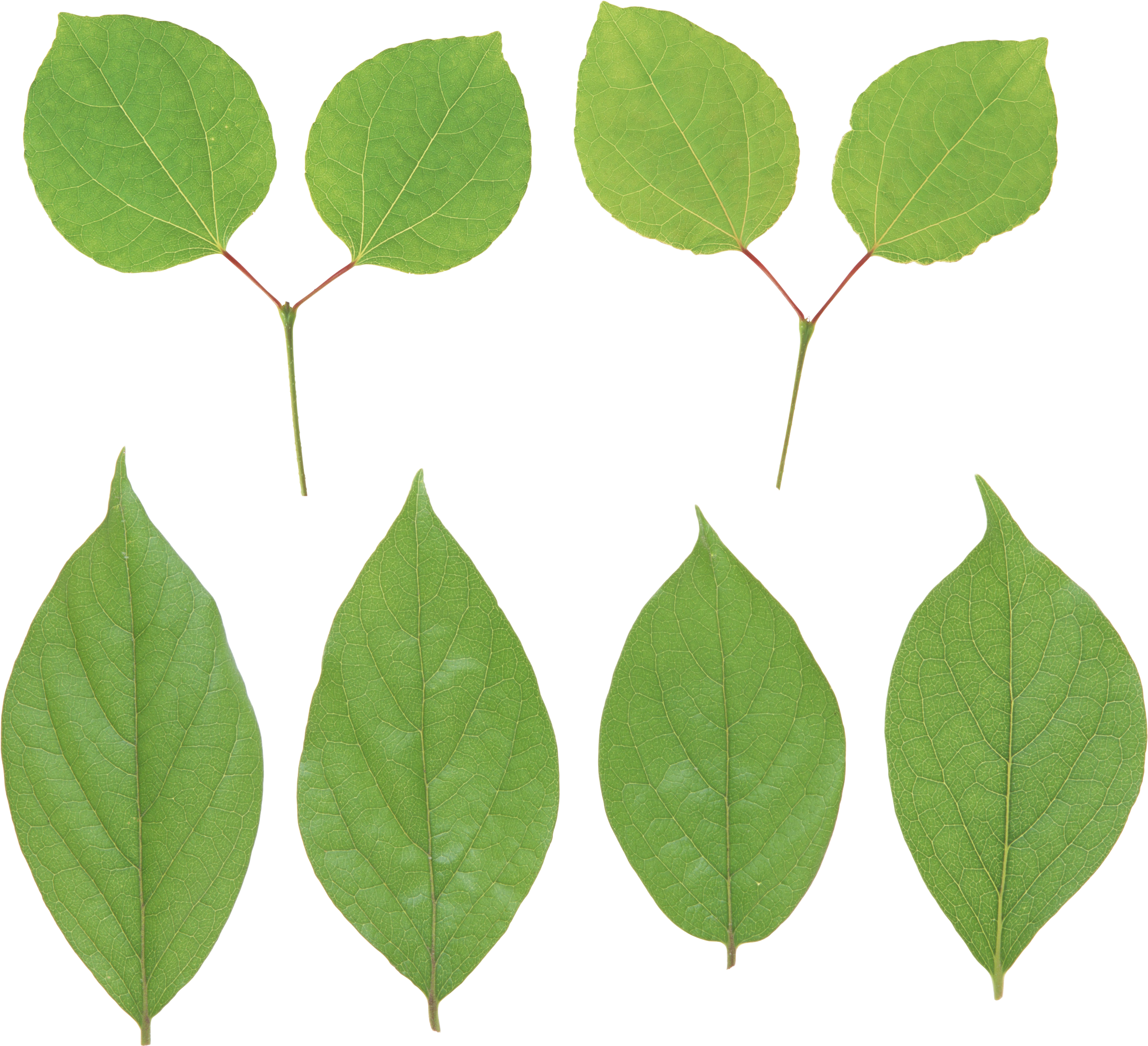 Green Leaf Png - Portable Network Graphics (2752x2608), Png Download