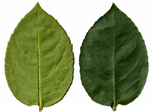 This Is The Base Texture From Where We Built Our Leaf - Renderman (500x376), Png Download