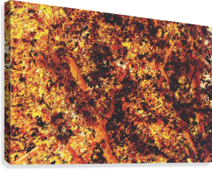 Autumn Leaves Texture With Golden Light Abstract Background - Printing (429x344), Png Download