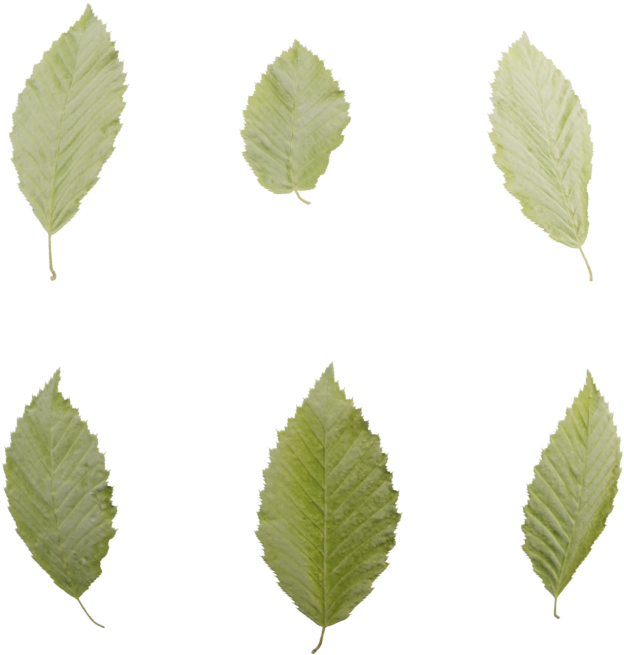 Leaf Set - Sweet Birch (1080x1080), Png Download