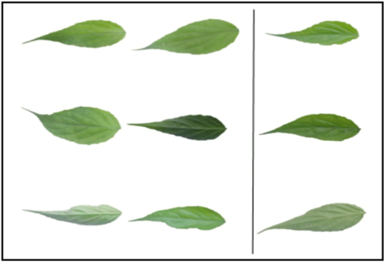 Samples Of Image Class 3 Texture - Swamp Birch (850x395), Png Download