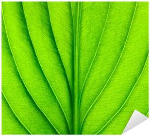 Grass (400x400), Png Download