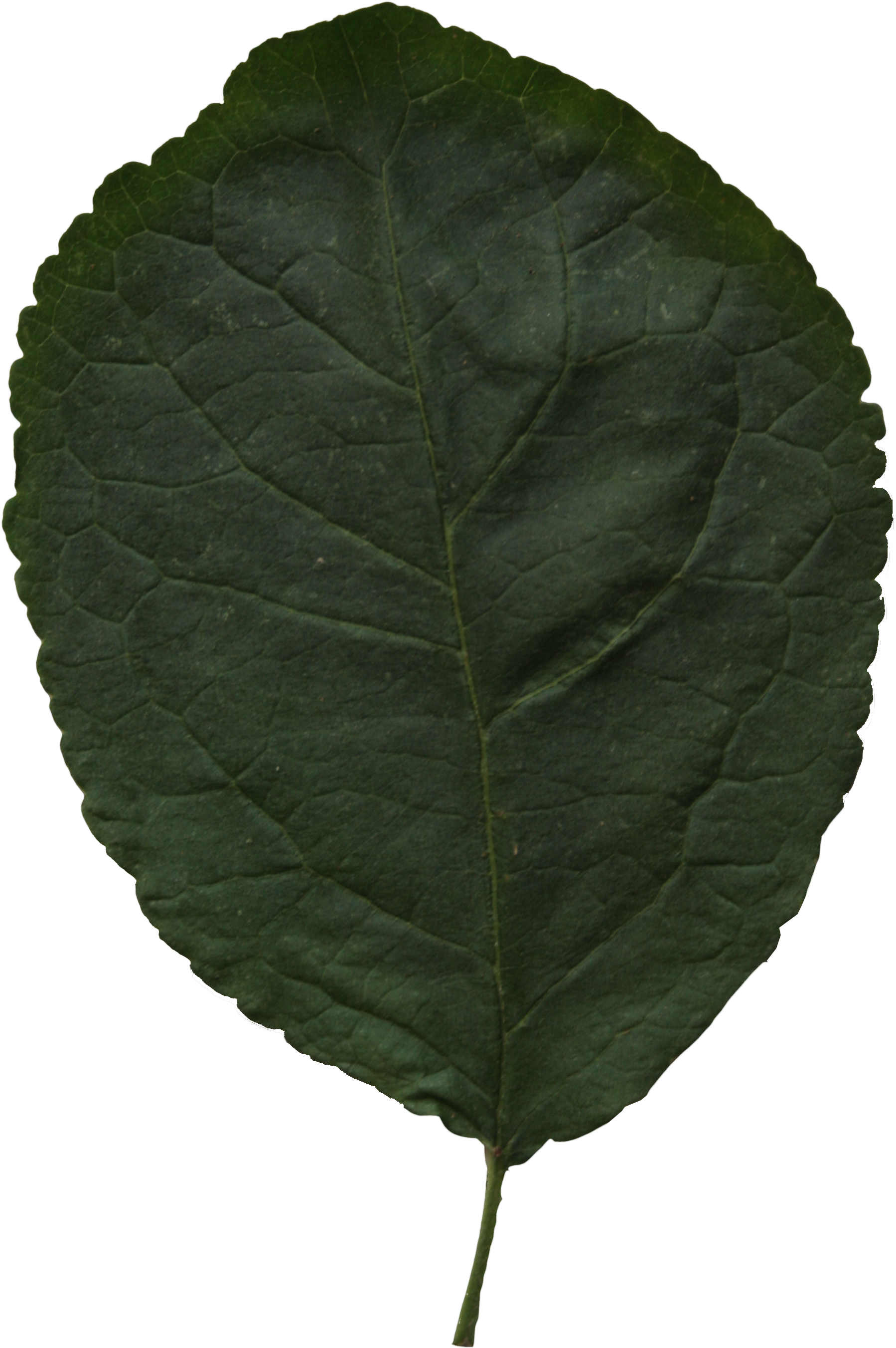 2d Leaves - Leaf (2304x3456), Png Download