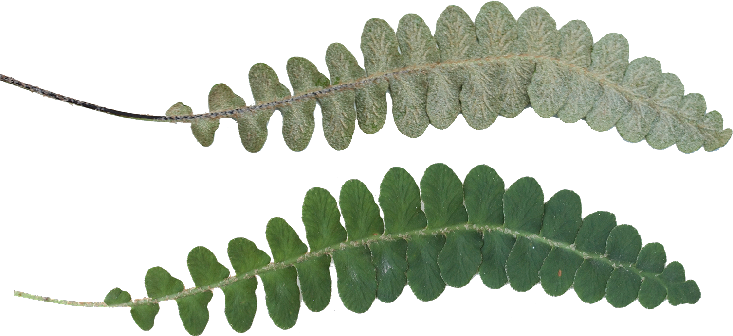 Leaf Texture - Portable Network Graphics (1600x788), Png Download