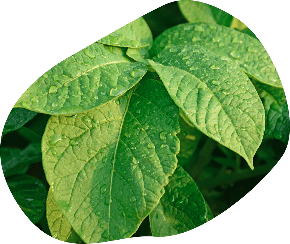 картофельный лист. здоровые листья картофеля. здоровые листья картофеля. листья картофеля. листья картофеля.