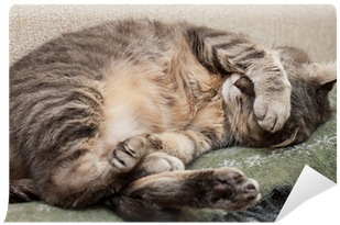 Bin Platt (400x400), Png Download