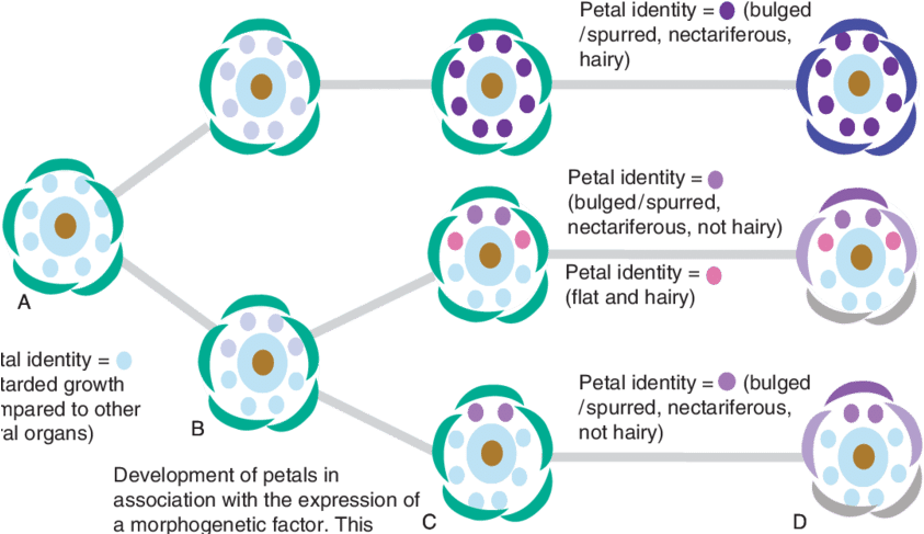 Schematic Sequence Of Events During Floral Development - Circle (850x486), Png Download