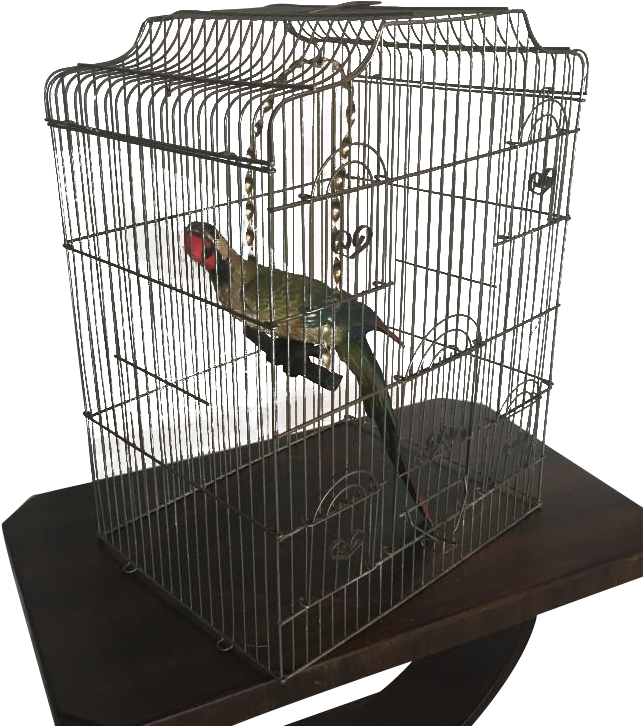 Large Wire Birdcage (768x768), Png Download
