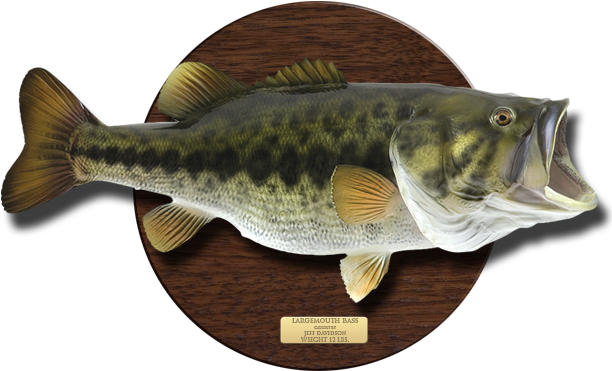 For Information Or To Order, Simply Call 942-1417 Or - Bass Fish On Plaque (625x404), Png Download