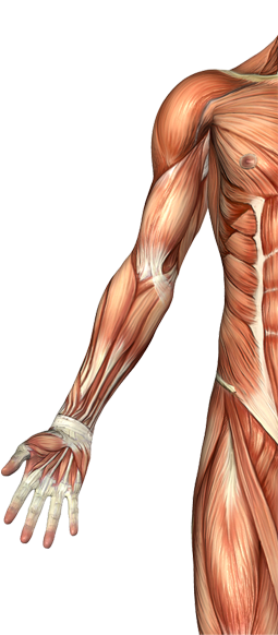 Biceps Brachii Muscle - Male Arm Muscle Anatomy (406x581), Png Download