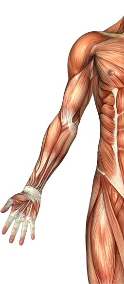 Download Biceps Brachii Muscle Male Arm Muscle Anatomy Png Image With No Background Pngkey Com