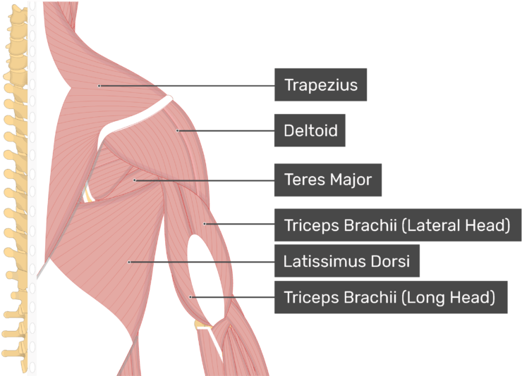 Image Showing Superficial Muscles Of The Back And Posterior - Teres Minor (770x536), Png Download